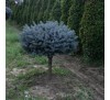 Ель колючая Глаука Глобоза (Glauca Globosa) С5 на штамбе, РА 90-95 см